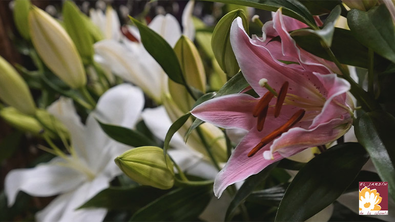 Floristería El Jardín de la Abuela